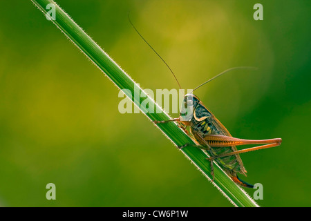 La Roesel bushcricket (Metrioptera roeselii), femmina seduto su una lama per erba, in Germania, in Renania Palatinato Foto Stock