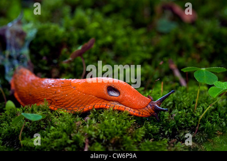 Rosso grande slug, maggiore red slug, cioccolato (Arion Arion rufus), striscianti su MOSS, in Germania, in Renania Palatinato Foto Stock