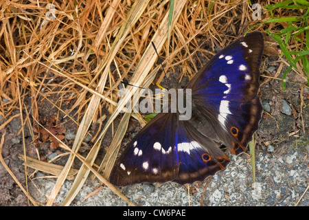 Viola imperatore (Apatura iris), seduta sul terreno, in Germania, in Renania Palatinato Foto Stock