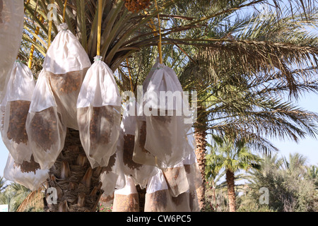 Data palm (Phoenix dactylifera), mature le date a un albero avvolto in coperchi protettivi, Tunisia, Douz Foto Stock