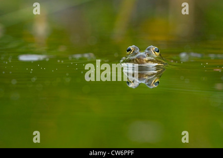 Piscina rana, poco waterfrog (Rana lessonae, Pelophylax lessonae), seduta in acqua poco profonda con solo la testa sporgente, in Germania, in Renania Palatinato Foto Stock