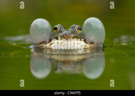 Piscina rana, poco waterfrog (Rana lessonae, Pelophylax lessonae), seduta in acque poco profonde che soffia su guance, in Germania, in Renania Palatinato Foto Stock