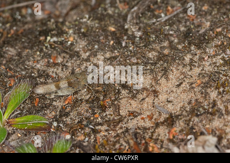 Blu-winged grasshopper (Oedipoda coerulescens), seduta sul terreno ben mimetizzata, Germania Foto Stock