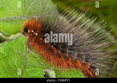 Giardino tiger (Arctia caja), Caterpillar seduto su una foglia, Germania Foto Stock