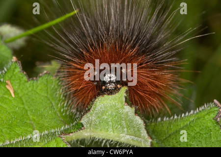 Giardino tiger (Arctia caja), Caterpillar alimentazione su una foglia, Germania Foto Stock