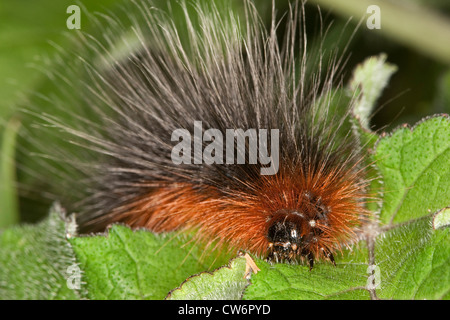 Giardino tiger (Arctia caja), Caterpillar alimentazione su una foglia, Germania Foto Stock