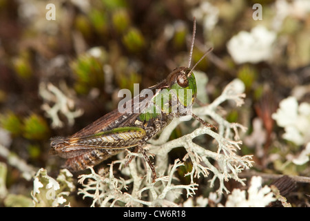 Chiazzato grasshopper (Myrmeleotettix maculatus, Gomphocerus maculatus), femmina seduto su un lichen, Germania Foto Stock