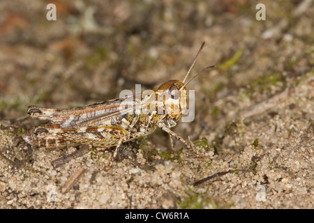 Chiazzato grasshopper (Myrmeleotettix maculatus, Gomphocerus maculatus), femmina seduta sul terreno sabbioso, Germania Foto Stock