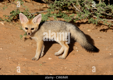 Capo volpe (Vulpes vulpes chama), giovane volpe del capo, in Sud Africa, Kalahari Kgalagadi Nationalpark transfrontaliera Foto Stock