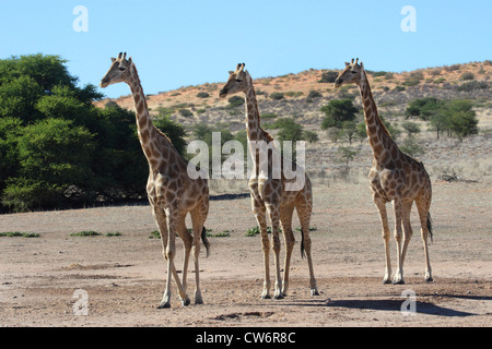 Giraffe (Giraffa camelopardalis), tre animali a piedi attraverso la steppa fianco a fianco, Sud Africa, Kgalagadi NP transfrontaliera Foto Stock