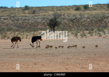 (Struzzo Struthio camelus), famiglia con molti pulcini è a piedi attraverso la steppa uno dopo l'altro, Sud Africa, Kgalagadi NP transfrontaliera Foto Stock