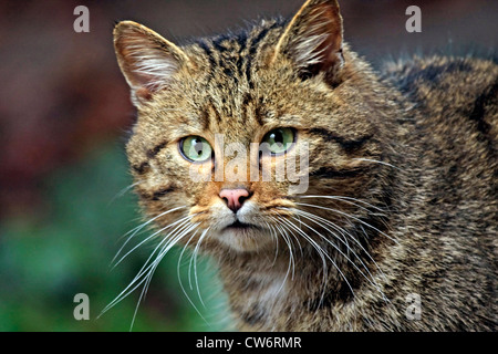 Gatto selvatico europeo, foresta gatto selvatico (Felis silvestris silvestris), ritratto, Germania Foto Stock