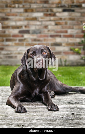 Colpo di un cioccolato Labrador in giardino Foto Stock