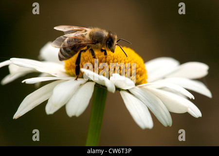 Il miele delle api, hive bee (Apis mellifera mellifera), seduti su una margherita, in Germania, in Renania Palatinato Foto Stock
