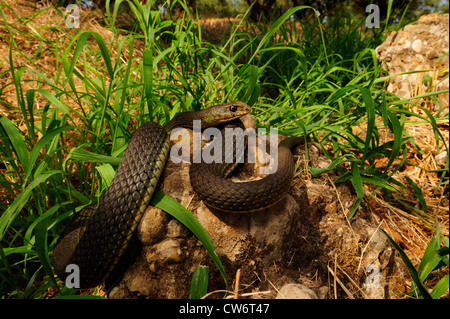 Montpellier est Snake (insignitus Malpolon, Malpolon monspessulanus insignitus), su una roccia, Grecia, Peloponnes, Messinien Foto Stock