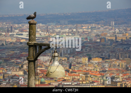 Pigeon su un lampione, in vista di sfondo di Napoli, Italia, Neapel Foto Stock