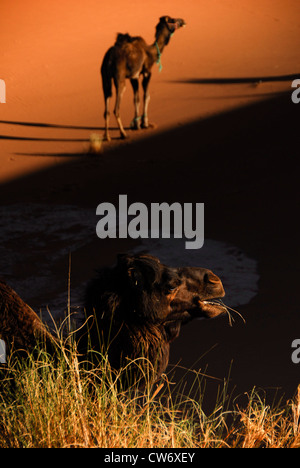 I cammelli di riposo e di alimentazione all'ombra di una duna di sabbia nel Sahara Occidentale Foto Stock