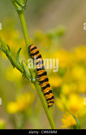 Il cinabro moth caterpillar in giallo prato di fiori selvaggi Foto Stock