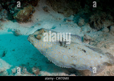 Peacock passera di mare nella sabbia Foto Stock