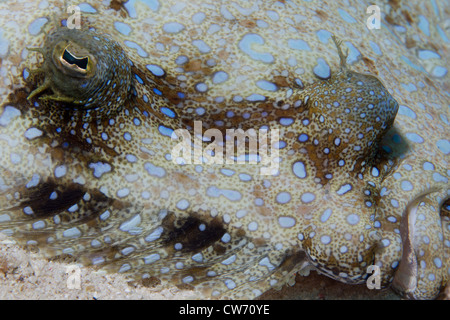 Peacock passera di mare nella sabbia Foto Stock