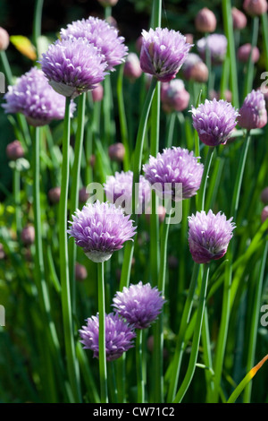 Erba cipollina (Allium schoenoprasum) Foto Stock