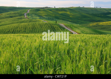 Vista panoramica su un campo percorso tra colline con campi di grano di sera, Italia, Toscana Foto Stock