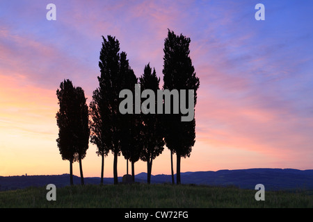 Italian cipresso (Cupressus sempervirens), gruppo di cipressi al tramonto, Italia, Toscana Foto Stock