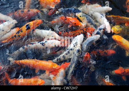 Koi carpa (Cyprinus carpio), alimentazione Foto Stock