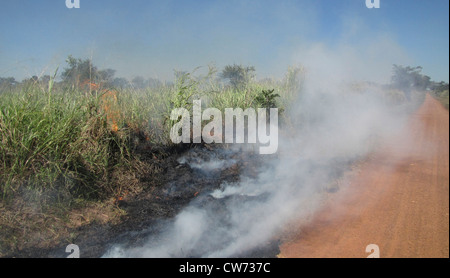 Masterizzazione di erba in corrispondenza di un bordo di una strada di suolo, Uganda, Gulu, John Baptist Odama Arcivescovo di Gulu Foto Stock