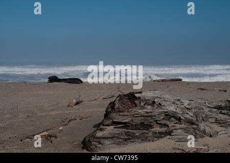 Driftwood sulla spiaggia appena oltre il fiume Kohaihai bocca al Mare di Tasman vicino a Karamea in Nuova Zelanda West Coast. Treibholz Foto Stock