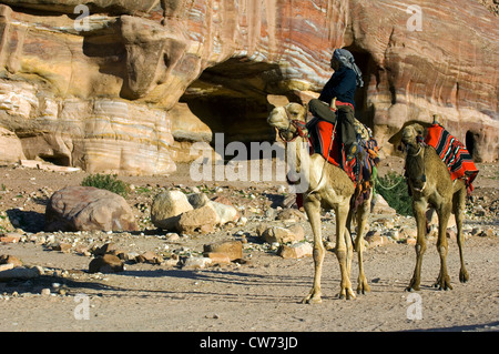 Dromedario, one-humped camel (Camelus dromedarius), beduino con due mount dromedars, Giordania, Petra Foto Stock