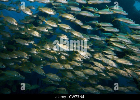 La scolarizzazione grugniti tra le palificazioni presso il molo di sale, Bonaire. Foto Stock