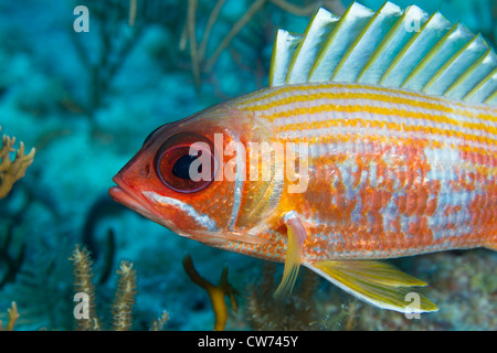 Primo piano di una squirrelfish Foto Stock