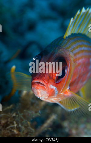 Primo piano di una squirrelfish, affacciata su off per la fotocamera Foto Stock