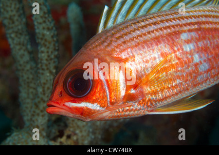 Primo piano di una squirrelfish Foto Stock