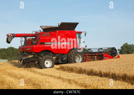 Rosso Case IH Axial Flow 5088 mietitrebbia la raccolta di orzo da birra in una soleggiata tarda serata estiva in Danimarca. Foto Stock