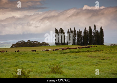 Cook (pino Araucaria columnaris), gruppo di bestiame a Haleakal, STATI UNITI D'AMERICA, Hawaii Maui Foto Stock