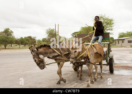 Ragazzo africano alla guida di un carrello di asino, Botswana, Shakawe Foto Stock