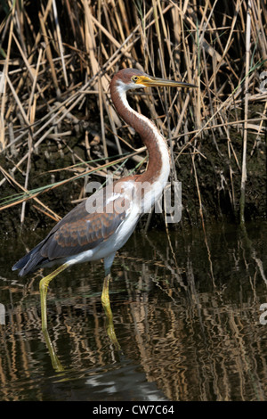 Un tricolore Heron, Egretta tricolore, in un saltmarsh. Richard DeKorte Park, Lyndhurst, NJ, Stati Uniti d'America Foto Stock