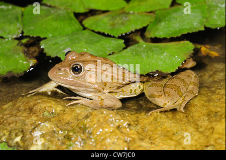 Rana di palude, il lago di rana (Rana ridibunda, Pelophylax ridibundus), in acqua, Montenegro, il Lago di Scutari Foto Stock