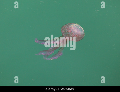 Meduse pericolose presso la costa mediterranea di Malaga in Spagna Foto Stock