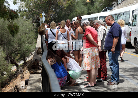 I turisti a guardare il semi-wild Barbary macachi in Gibilterra Foto Stock