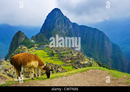 Machu Picchu è un xv secolo sito Inca situato a 2.430 metri sopra il livello del mare su un crinale di montagna sopra la Valle di Urubamba Foto Stock