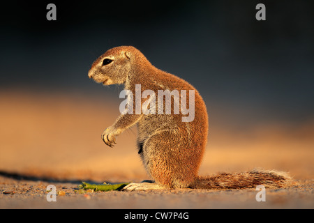 Massa (scoiattolo Xerus inaurus) nel tardo pomeriggio di luce, Kgalagadi Parco transfrontaliero, Sud Africa Foto Stock