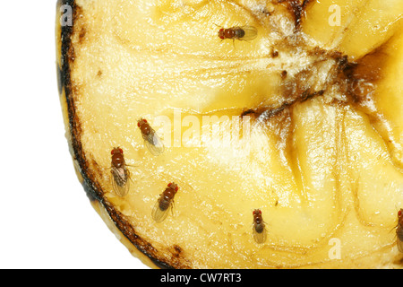 Macro di comuni moscerini della frutta (Drosophila melanogaster) sul pezzo di marciume banana frutto. Foto Stock