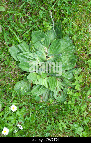 Prato erbacce, maggiore piantaggine (Planzago major) Foto Stock