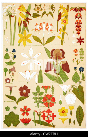 Foglie e FLOWEES DALLA NATURA Foto Stock
