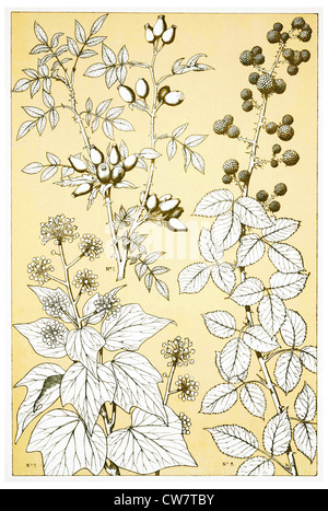 Foglie e FLOWEES DALLA NATURA Foto Stock