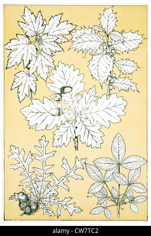 Foglie e FLOWEES DALLA NATURA Foto Stock