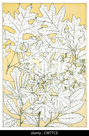 Foglie e FLOWEES DALLA NATURA Foto Stock